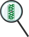 Spirogyra charophyte green algae under magnifying glass